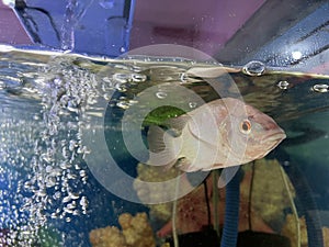 A fish inside a beautiful aquarium photo