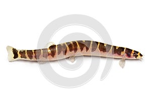 Aquarium fish Kuhli Loach Catfish Pangio kuhlii freshwater