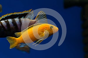 Aquarium fish labidochromis yellow