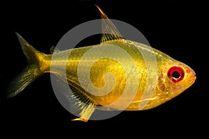 Aquarium Fish, Lemon Tetra