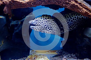 Aquarium fish, leopard Moray eel.