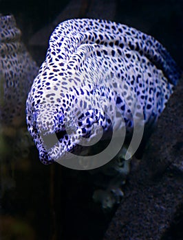 Aquarium fish, leopard Moray eel.