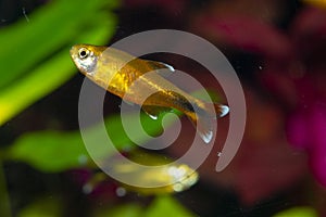 Aquarium fish. Male.Silvertip tetra Hasemania nana.