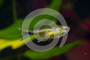 Aquarium fish. Male.Silvertip tetra Hasemania nana. photo