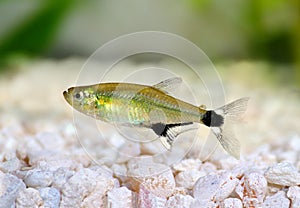 Aquarium fish Panda Tetra dawn tetra Aphyocharax paraguayensis freshwater