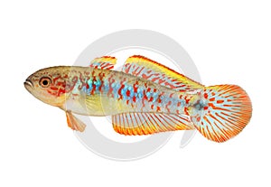 Aquarium fish Peacock Gudgeon Tateurndina ocellicauda freshwater photo