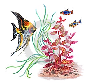 Aquarium fish and plants, watercolor illustration on a white background.