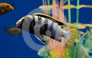 Aquarium fish pseudotropheus