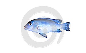 Aquarium fish psevdotrofeus zebra blue on an isolated white background close-up.