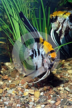 Aquarium fish Pterophyllum