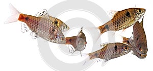 Aquarium fish Puntius padamya