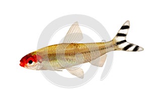 Aquarium fish Rummy-nose Tetra Hemigrammus rhodostomus bleheri freshwater