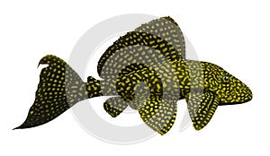 Aquarium fish Sailfin Pleco isolated on white background