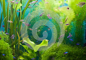 Aquarium with fish and seaweed