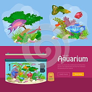 Aquarium fish, seaweed underwater, banner template layout with marine animal