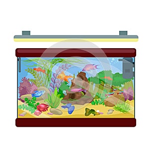 Aquarium fish, seaweed underwater with marine animal on white