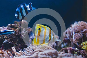 Aquarium fish - sergeant major or pantano and yellow fishtank.