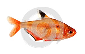 Aquarium fish Serpae Tetra Barb Hyphessobrycon serape eques freshwater isolated on white