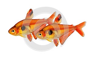 Aquarium fish Serpae Tetra Hyphessobrycon eques, also known as jewel tetra or callistus tetra