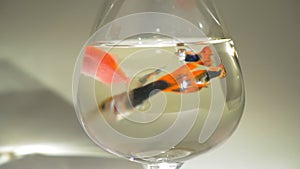 Aquarium fish swim in a glass, guppies, slow motion