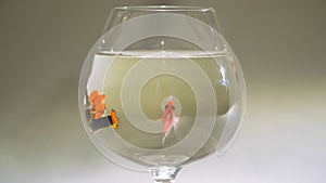 Aquarium fish swim in a glass, guppies, slow motion