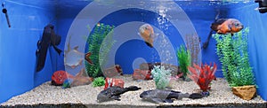 Aquarium fish tank photo