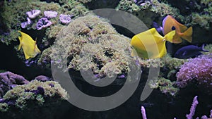 Aquarium, Fish Tank, Coral Reef, Animals, Nature