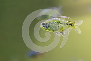 Aquarium fish Tetra diamond