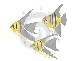 Aquarium fish on a white background
