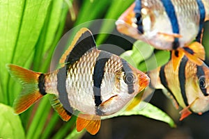 Aquarium fishes. Barbus puntius tetrazona