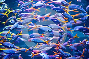 Aquarium fishes photo