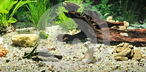 Aquarium with fishes, natural plants and rocks. Tropical fishes. Aquarium with green plants.