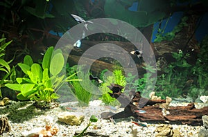 Aquarium with fishes, natural plants and rocks. Tropical fishes. Aquarium with green plants.