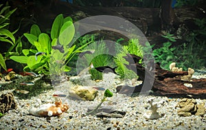 Aquarium with fishes, natural plants and rocks. Tropical fishes. Aquarium with green plants.