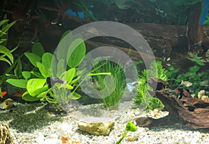 Aquarium with fishes, natural plants and rocks. Tropical fishes. Aquarium with green plants.