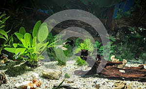 Aquarium with fishes, natural plants and rocks. Tropical fishes. Aquarium with green plants.