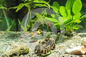 Aquarium with fishes, natural plants and rocks. Tropical fishes. Aquarium with green plants.