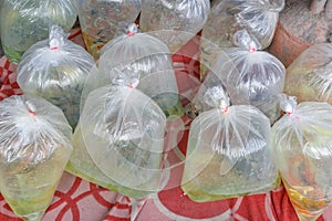Aquarium fishes packed in a plastic bag for sale in a market in