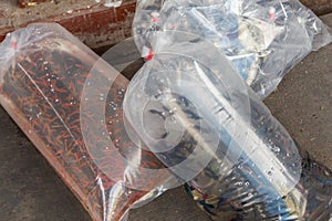 Aquarium fishes packed in a plastic bag for sale in a market in