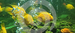 Aquarium fishtank golden fish