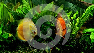 Aquarium full of seaweed with two colorful Discus fish