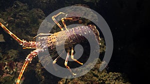 Aquarium of genoa, lobster