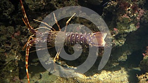 Aquarium of genoa, lobster