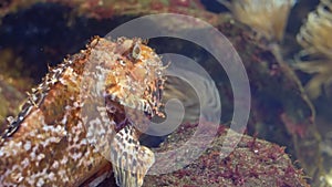 Aquarium of genoa, skorpion fish