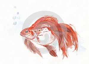 Aquarium goldfish with air bubbles closeup artwork portrait. Watercolor hand drawn on watercolour paper texture
