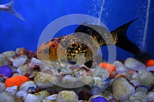 Aquarium with goldfish isolated on a  blue background