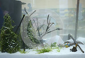 Aquarium husbandry. Decorations and plants arranged in an aquarium filled with water, winter landscape