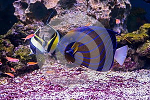 The aquarium inhabitants of the underwater world