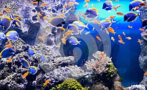 The aquarium inhabitants of the underwater world