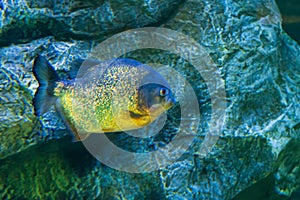 The aquarium inhabitants of the underwater world